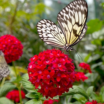 Pentas 