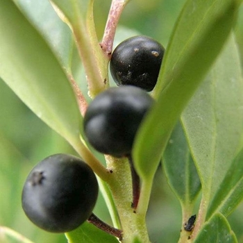 Ilex glabra 'Nigra' 