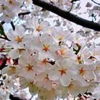 Prunus x yedoensis 'Akebono' 