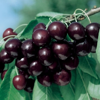 Prunus avium 'Black Tatarian' 