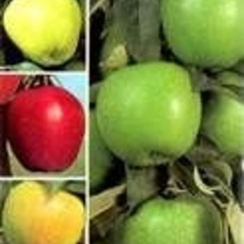 Malus '4-in-1' 