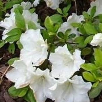 Rhododendron Robin Hill hybrid 'Dorothy Hayden' 