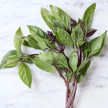 Ocimum basilicum 'Sweet Thai' 