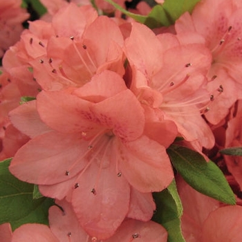 Rhododendron Karume hybrid 'Blaauw's Pink' 
