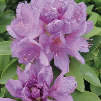 Rhododendron catawbiense 'Grandiflorum' 