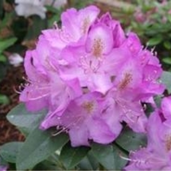 Rhododendron 'Minnetonka' 