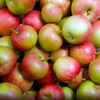 Malus domestica 'Stayman Winesap' 