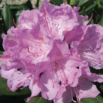 Rhododendron catawbiense 'Roseum Pink' 
