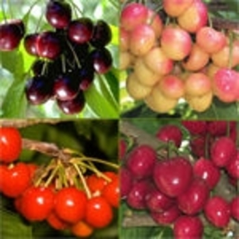 Prunus '4 in 1 Combo' 
