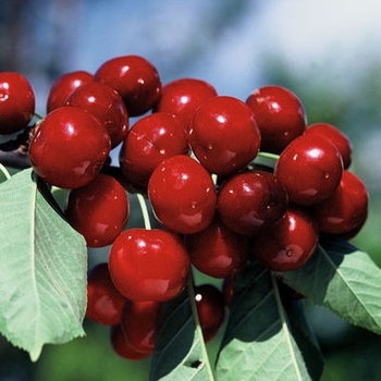Prunus avium 'Bing' 