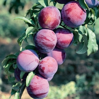 Prunus salicina 'Burbank' 