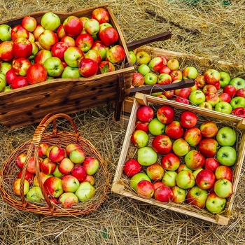 Malus domestica 'Anna' 