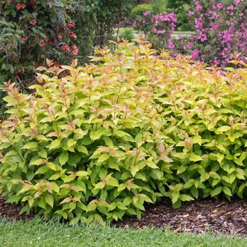 Diervilla 'Kodiak Spiced™'