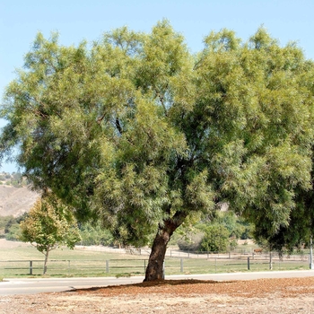 Rhus lancea