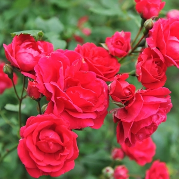 Rosa 'Blaze' 