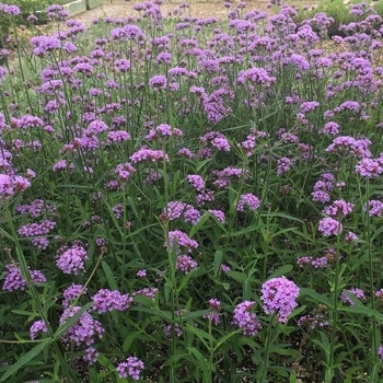 Verbena bonariensis 'Lollipop' 