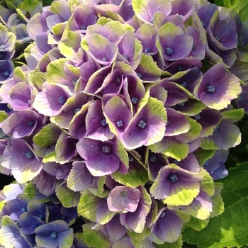 Hydrangea macrophylla 'Hokomathyst' PPAF