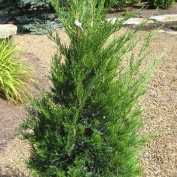 Juniperus chinensis 'Hetzii Columnaris' 