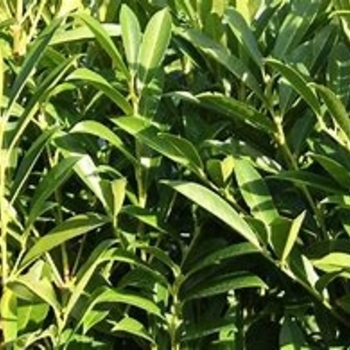 Prunus laurocerasus 'Schipkaensis' 