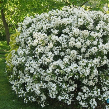 Choisya x dewitteana 'Aztec Pearl'