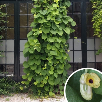 Aristolochia macrophylla