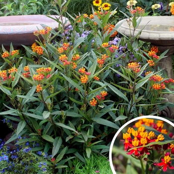 Asclepias curassavica