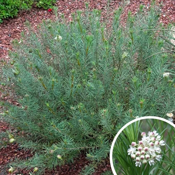 Asclepias linaria