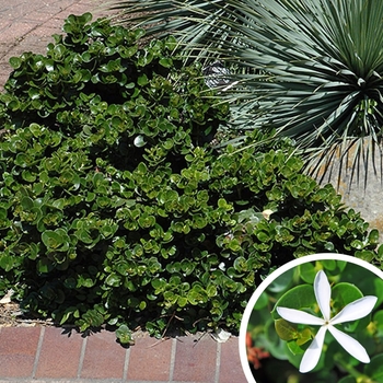 Carissa macrocarpa 'Tuttlei' 