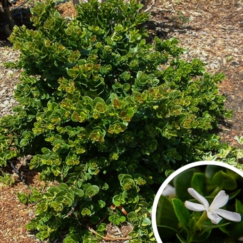 Carissa macrocarpa