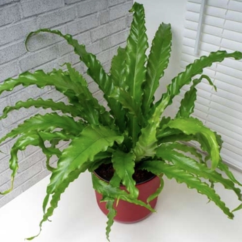 Asplenium 'Austral Gem™' USPP27685P3