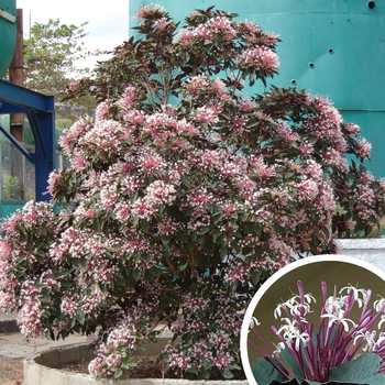 Clerodendrum quadriloculare