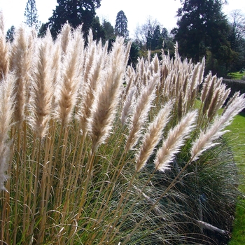 Cortaderia selloana 'Pumila'