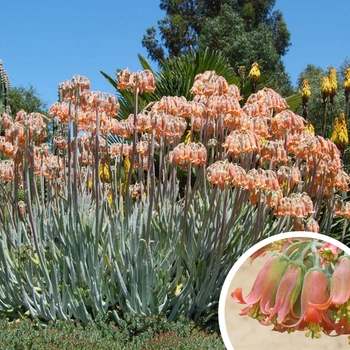 Cotyledon orbiculata var. oblonga 'Flavida' 