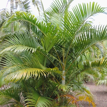 Dypsis lutescens