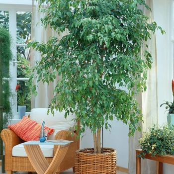 Ficus benjamina