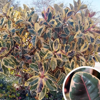 Ficus elastica