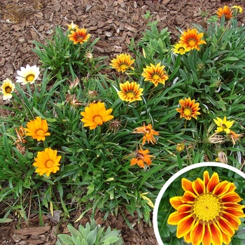 Gazania rigens