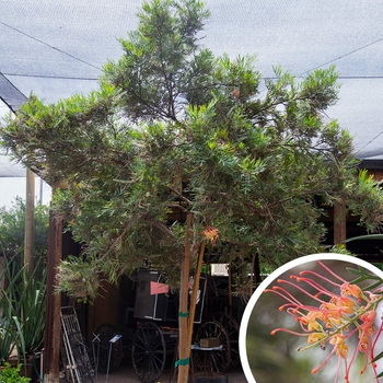 Grevillea 'Mason's Hybrid'