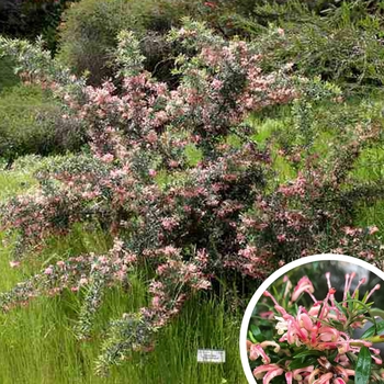 Grevillea 'Poorinda Signet'