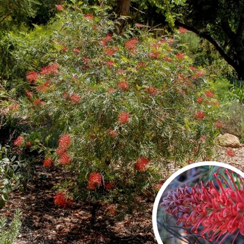 Grevillea 'Robyn Gordon'