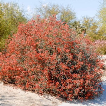 Justicia californica