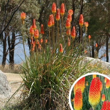 Kniphofia uvaria