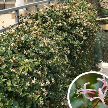 Lonicera japonica 'Purpurea' 