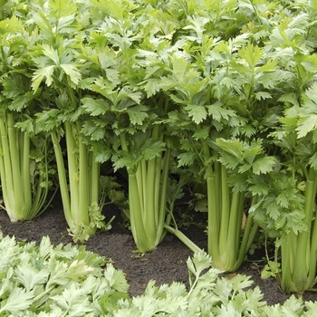 Apium graveolens var. dulce 'Tango' 