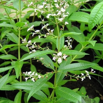 Aloysia triphylla