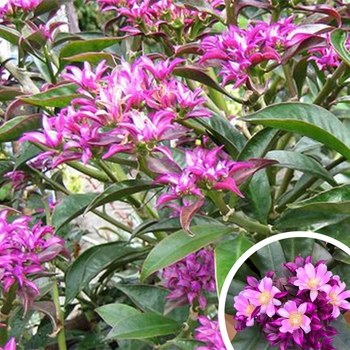 Pereskia grandifolia var. violacea