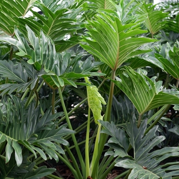Philodendron bipinnatifidum