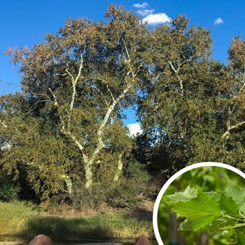 Platanus racemosa