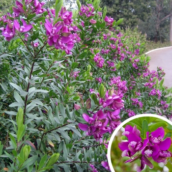 Polygala myrtifolia