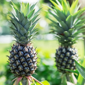 Ananas comosus